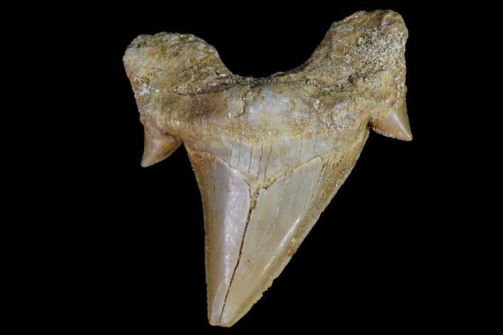 Otodus Shark Tooth Fossil - Eocene #67167